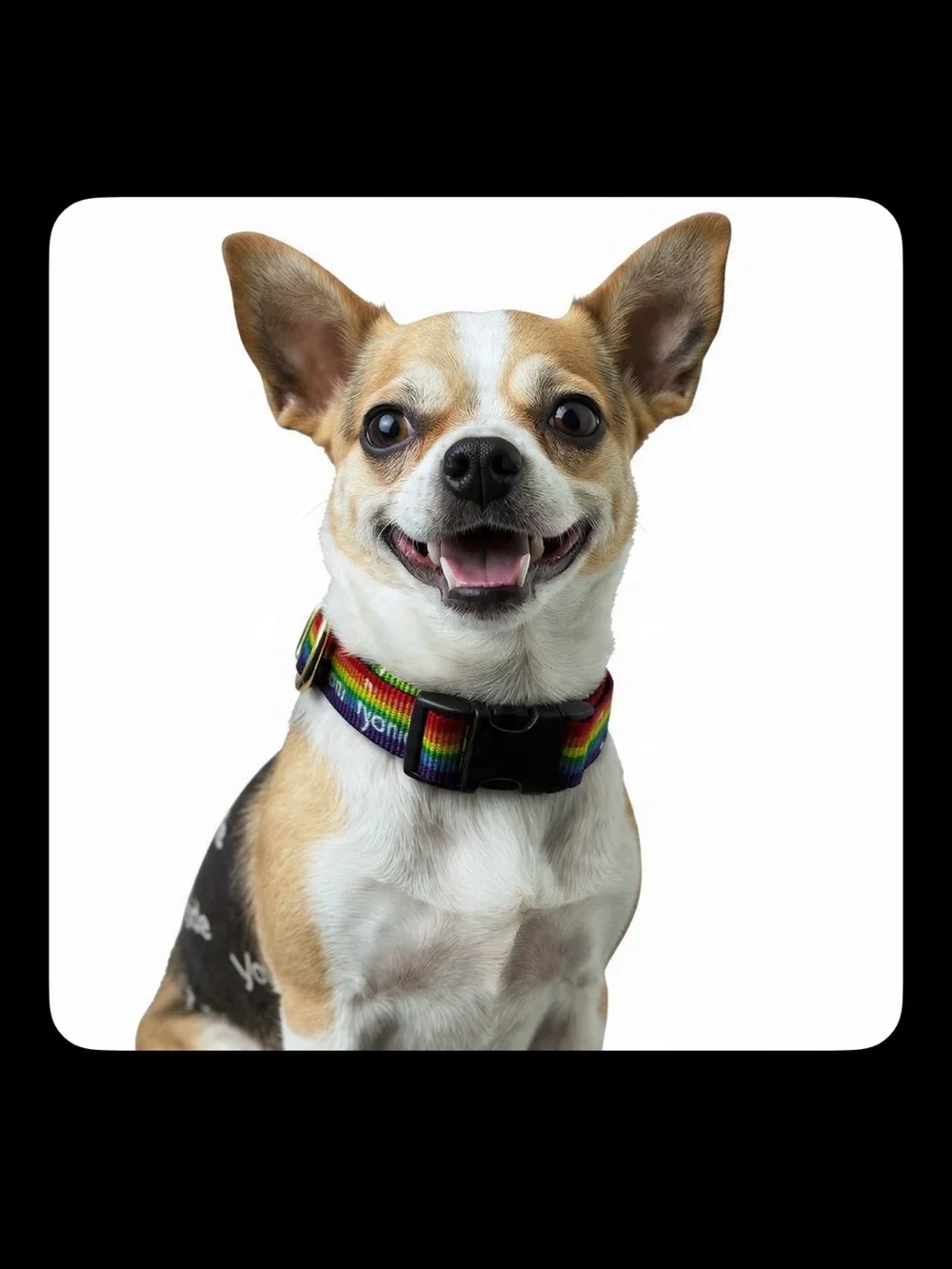 Youly Pride Dog Collar Small (9